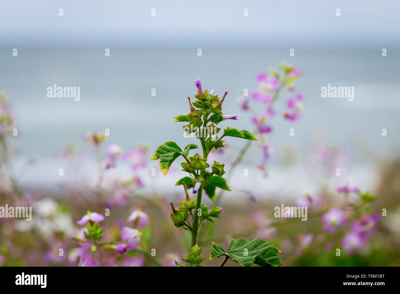 Northern california wildflowers hi-res stock photography and images - Alamy