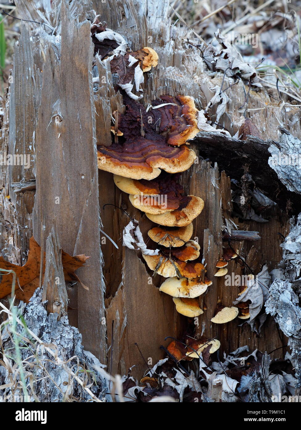 Mushroom growing out tree stump hires stock photography and images Alamy