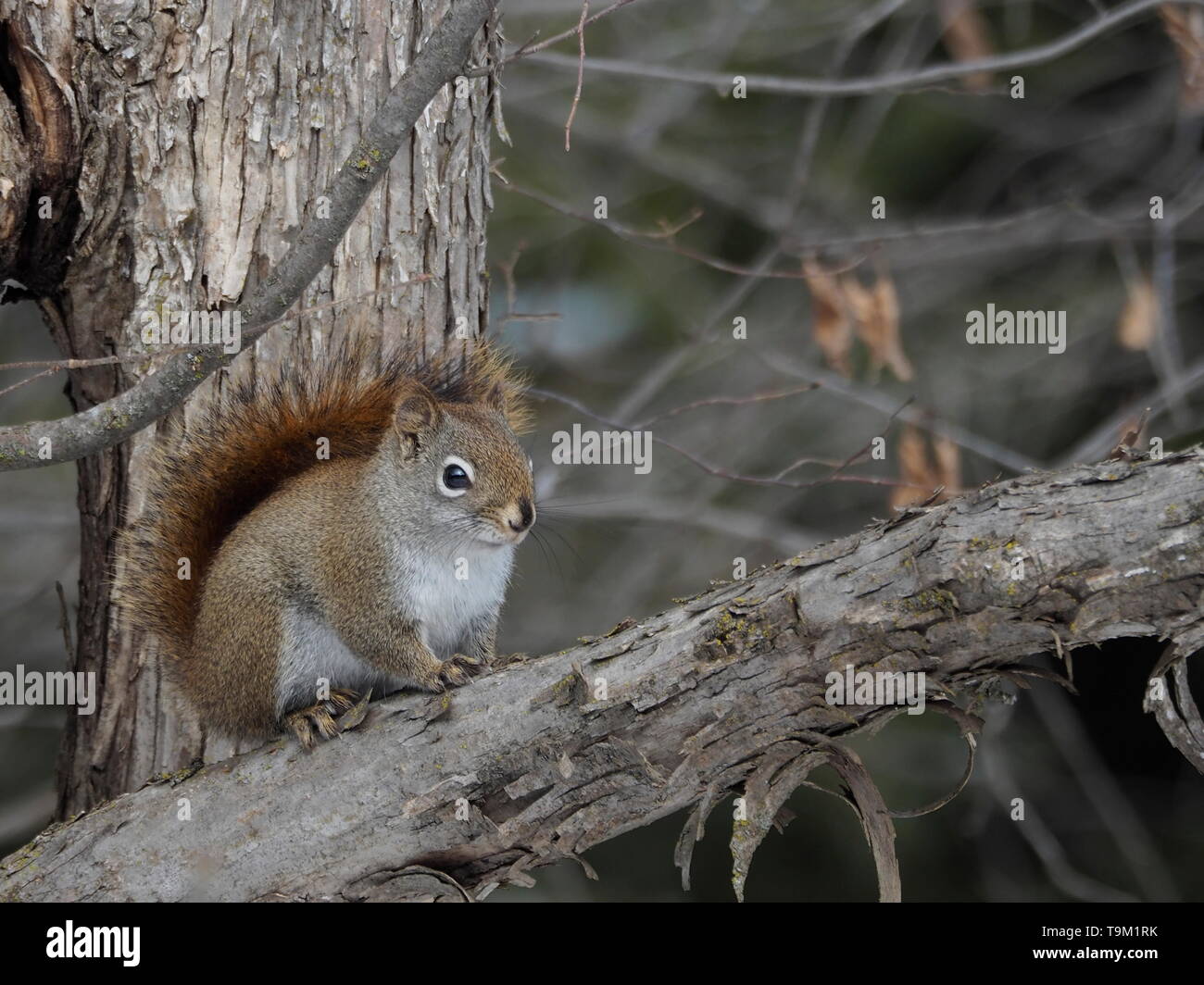 Northern Red squirrel chattering on a tree branch Stock Photo Alamy
