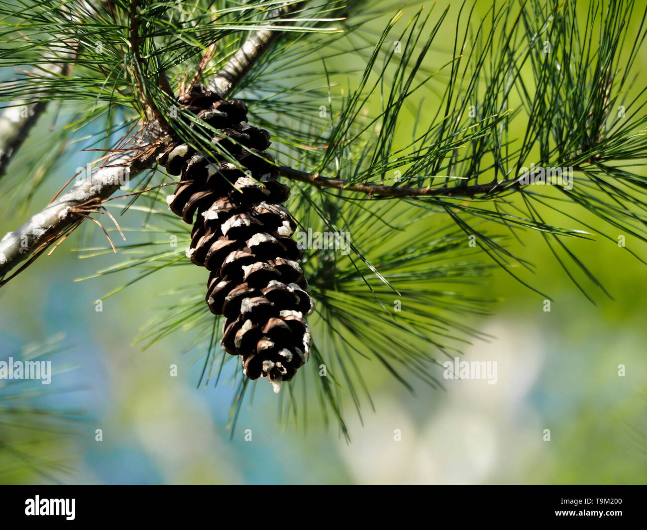 Lone pinecone hanging from branch with bright blue and green background Stock Photo