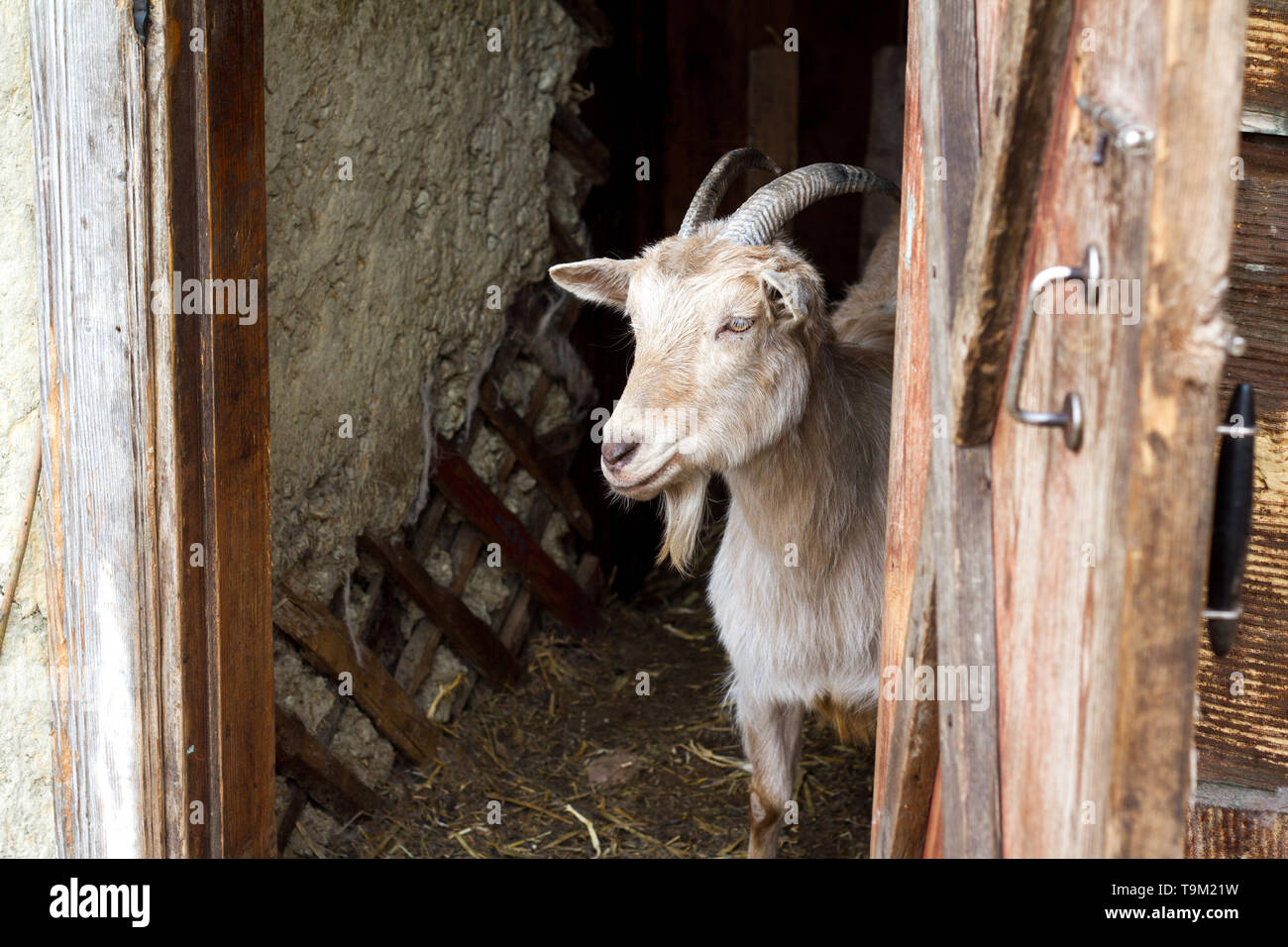 Adult white goat with twisted horns looks out of the doors of the barn, life on the farm, ecotourism Stock Photo