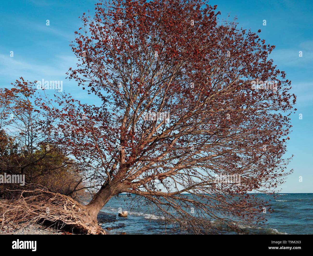 Tree with red leaves uprooted along Lake Ontario, Canada on a clear, bright sunny day Stock Photo
