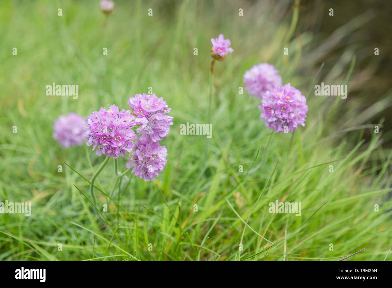 Macro close-up of pink flowers of Thrift / Sea Pink - Armeria maritima - a common seashore and coastal plant in the UK. Stock Photo