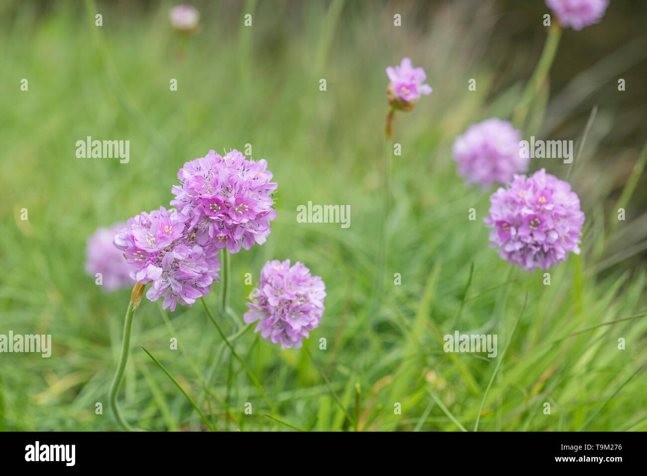 Macro close-up of pink flowers of Thrift / Sea Pink - Armeria maritima - a common seashore and coastal plant in the UK. Stock Photo