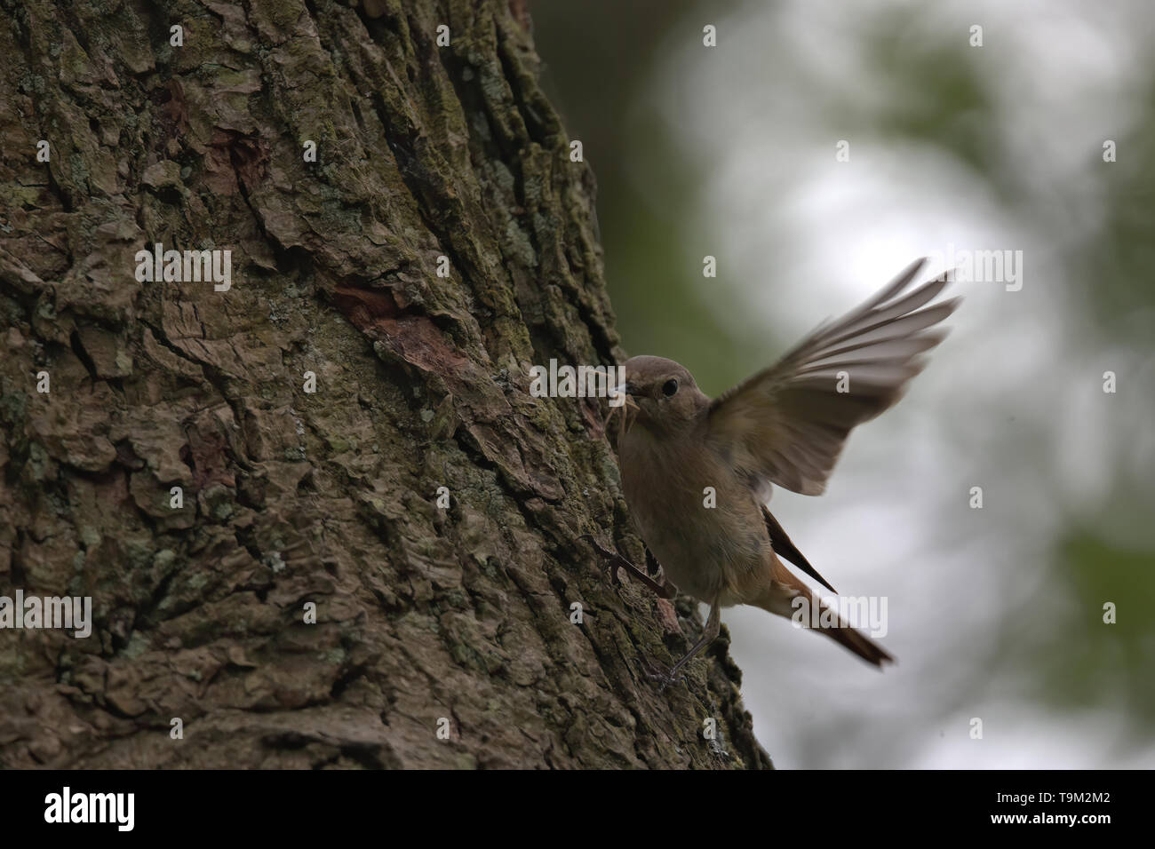 Female Redstart with a spider to feed her chicks Stock Photo