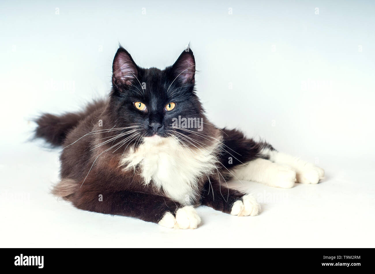 Black Norwegian Forest Cat
