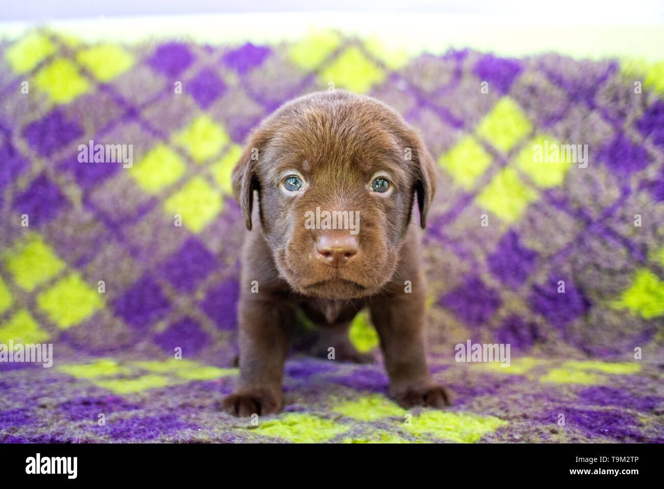 Chocolate labrador retriever puppy on colorful carpet Stock Photo