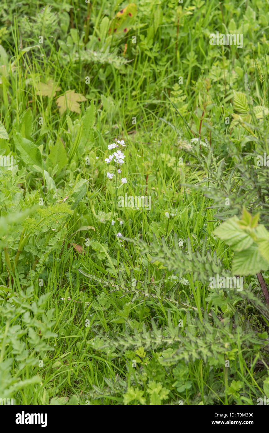 Flowers of Lady's Smock / Cuckooflower / Cardamine pratensis growing among grass  Has peppery edible leaves. Metaphor food foraging / foraged food. Stock Photo