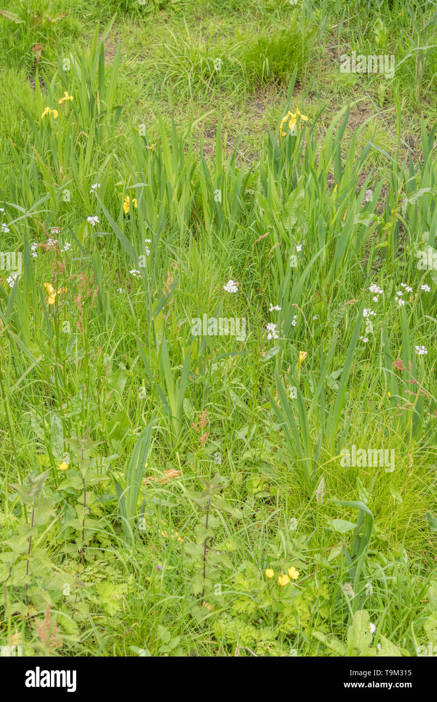Cuckooflower / Cardamine pratensis and Yellow Iris / Iris pseudacorus growing together in wet ground. Cuckooflower is edible, the Iris poisonous. Stock Photo