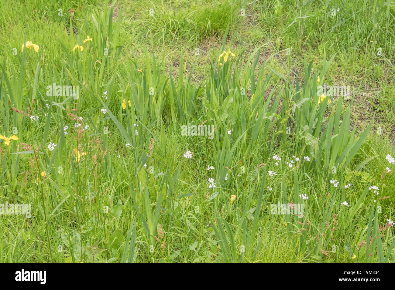 Cuckooflower / Cardamine pratensis and Yellow Iris / Iris pseudacorus growing together in wet ground. Cuckooflower is edible, the Iris poisonous. Stock Photo