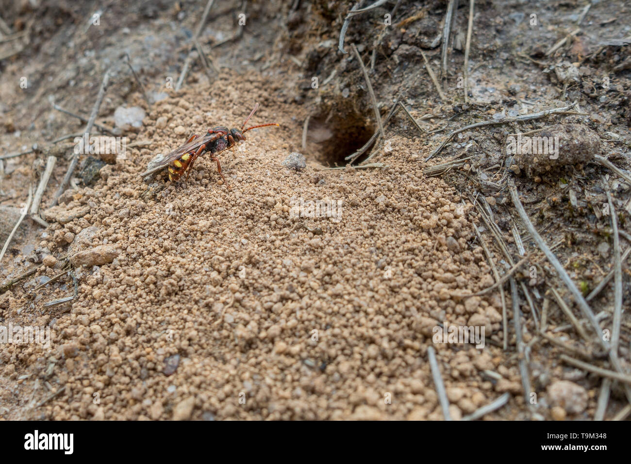 UK wildlife: A kleptoparasitic nomad bee or cuckoo bee (Nomada sp.) lying in wait by the burrow of a mining bee. Stock Photo