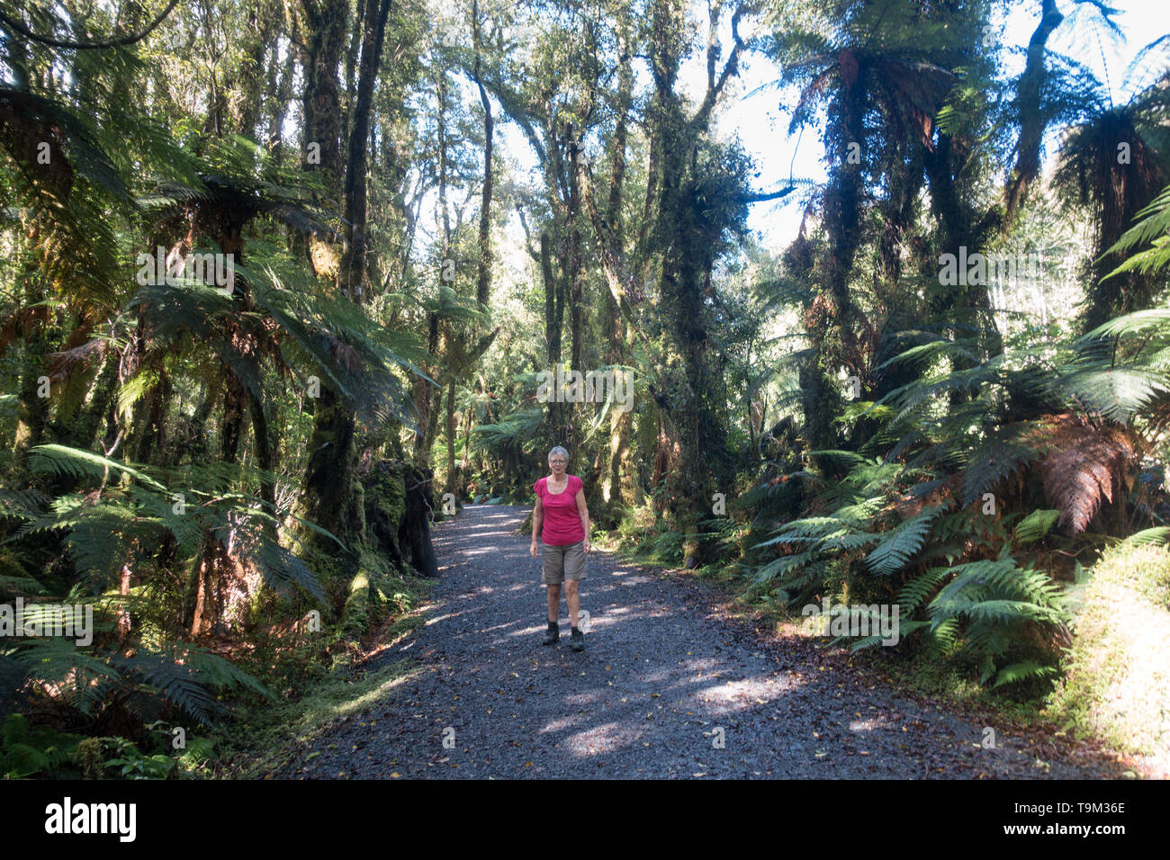 Minnehaha Walk is a short (20 minute) walk from the village of Fox Glacier through a tropical rainforest Stock Photo