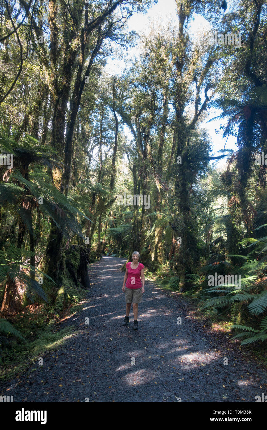 Minnehaha Walk is a short (20 minute) walk from the village of Fox Glacier through a tropical rainforest Stock Photo
