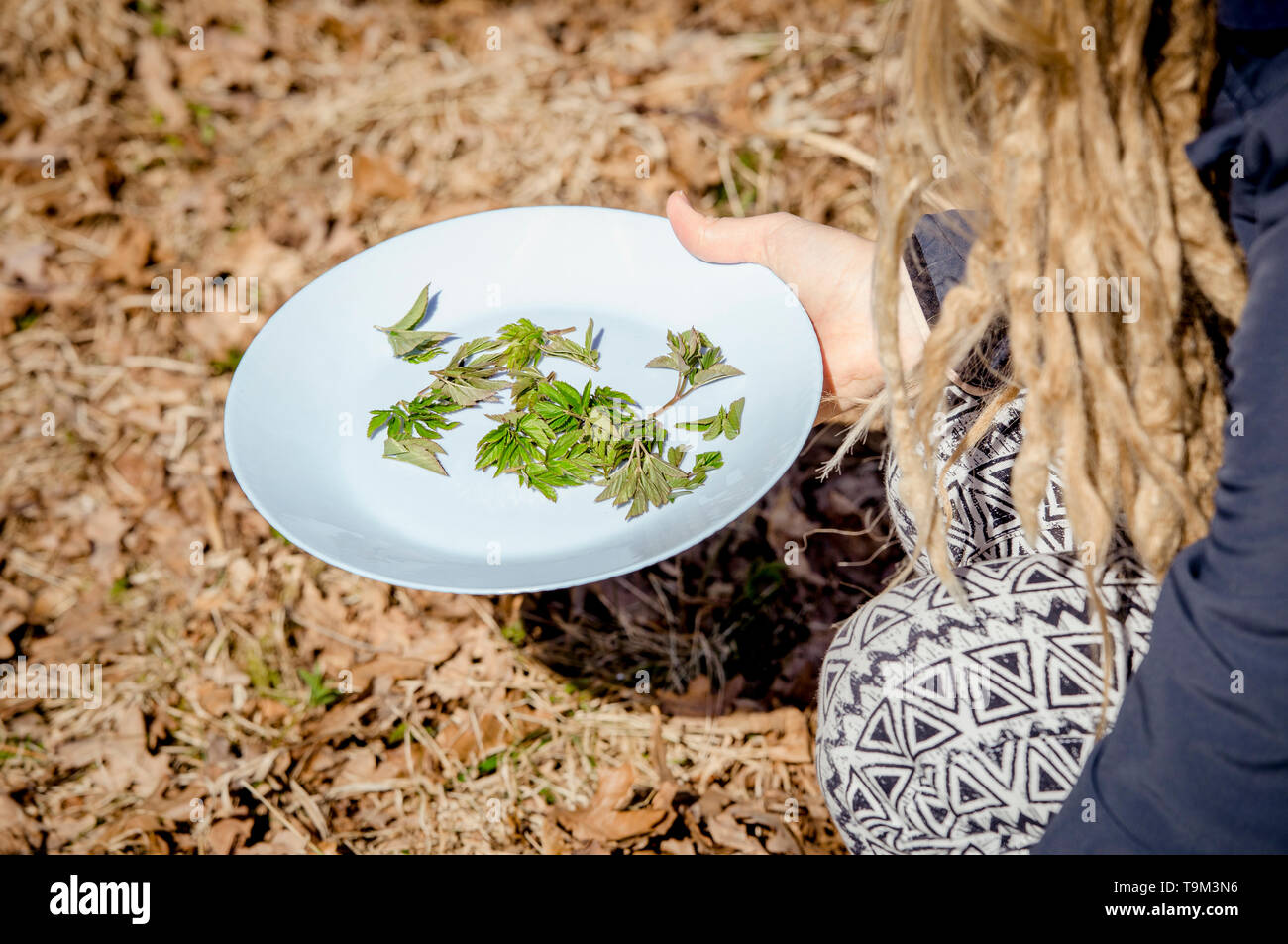 Person picking fresh young goutweed leaves for food in nature in spring, Northern Europe. Aegopodium podagraria commonly called ground elder. Stock Photo