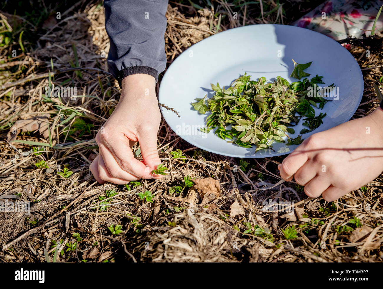 Person picking fresh young goutweed leaves for food in nature in spring, Northern Europe. Aegopodium podagraria commonly called ground elder. Stock Photo