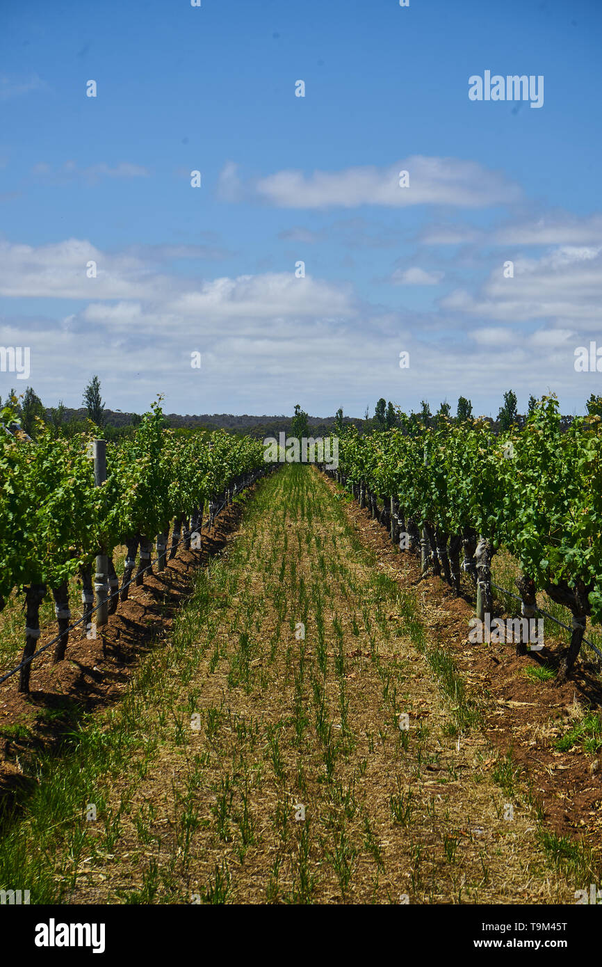 A Winery in Margaret River Region, Western Australia Stock Photo