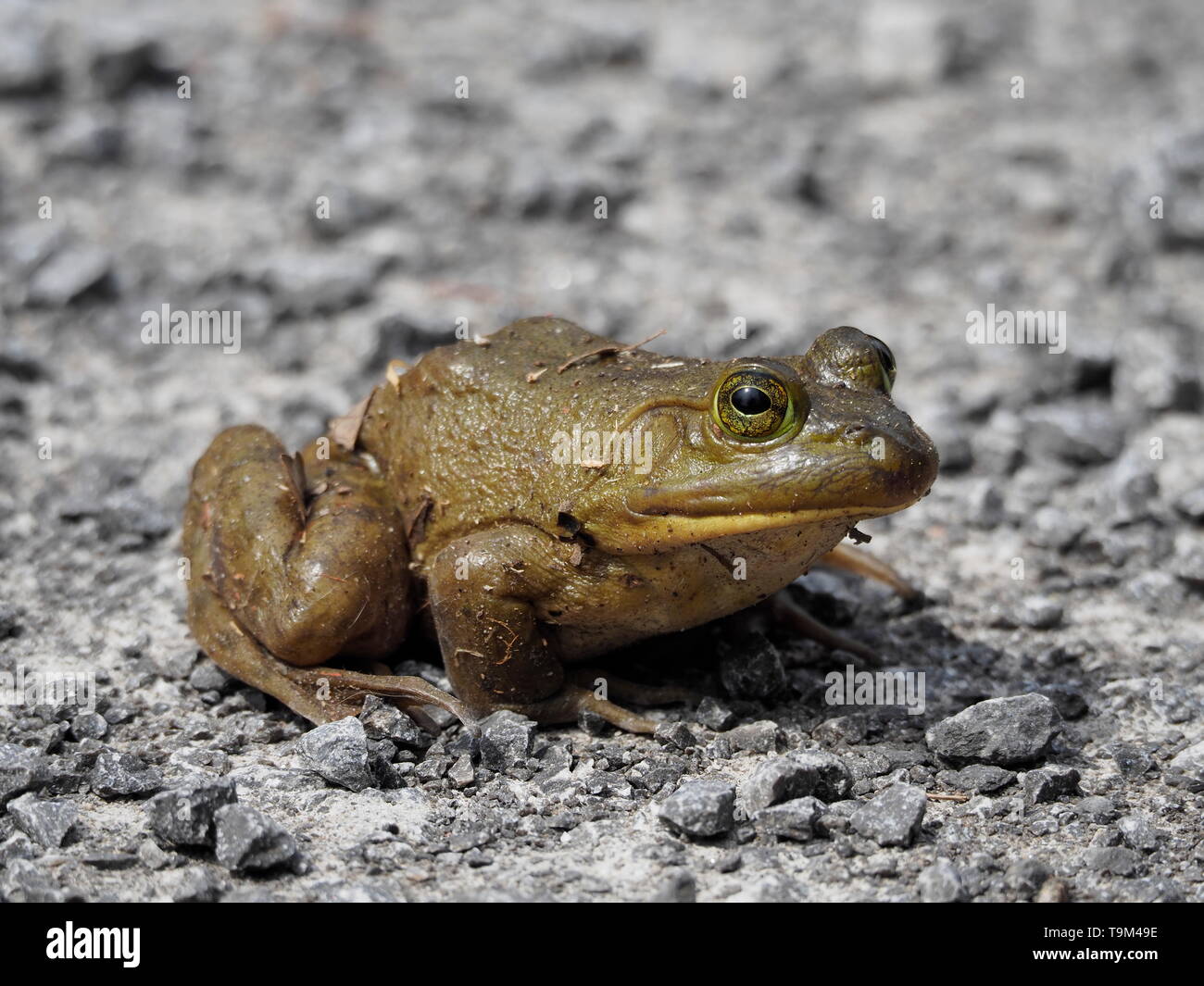 Closeup of a bull frog sitting on the road Stock Photo