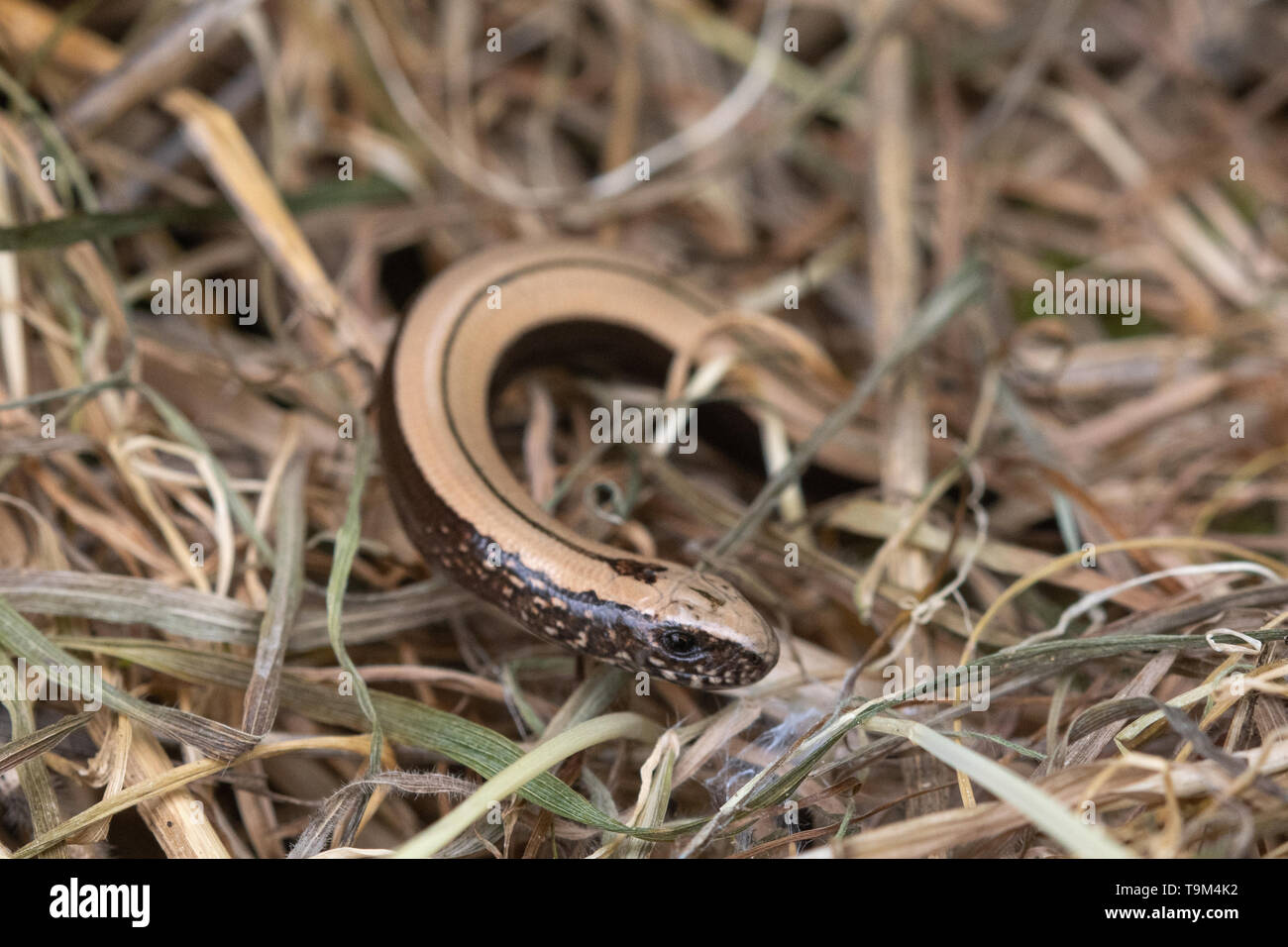 Baby Legless Lizard