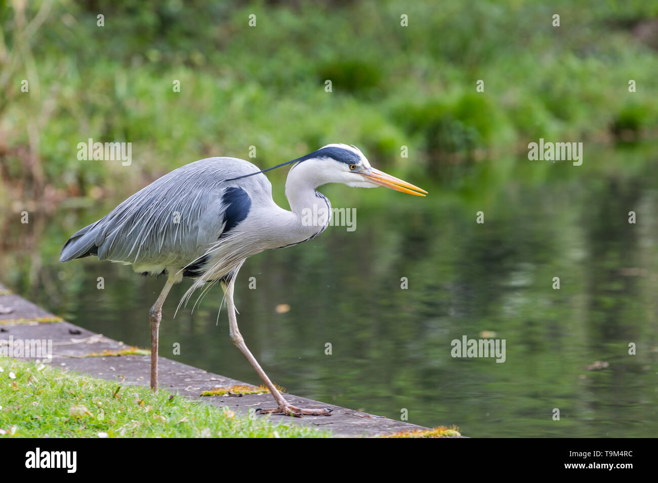 Close view of Great blue heron walking nearby a pool, hunting for fish. Stock Photo