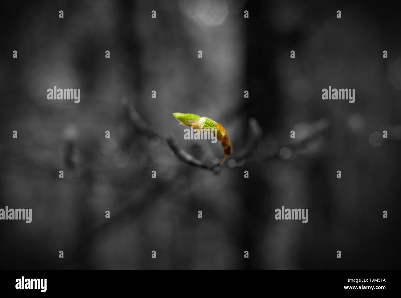 Macro Spring bud. Editing photo with macro tree bud isolated on the black  and white background. Artistic composition of nature Stock Photo - Alamy