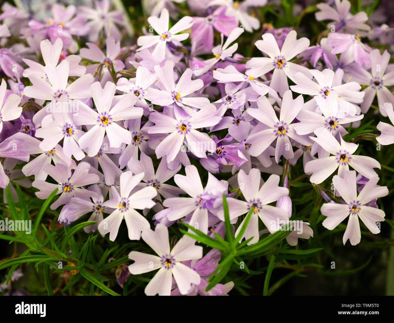 Purple eyed mauve flushed white flowers of the mat forming, spring flowering moss phlx, 'Phlox subulata Emerald Cushion Blue' Stock Photo
