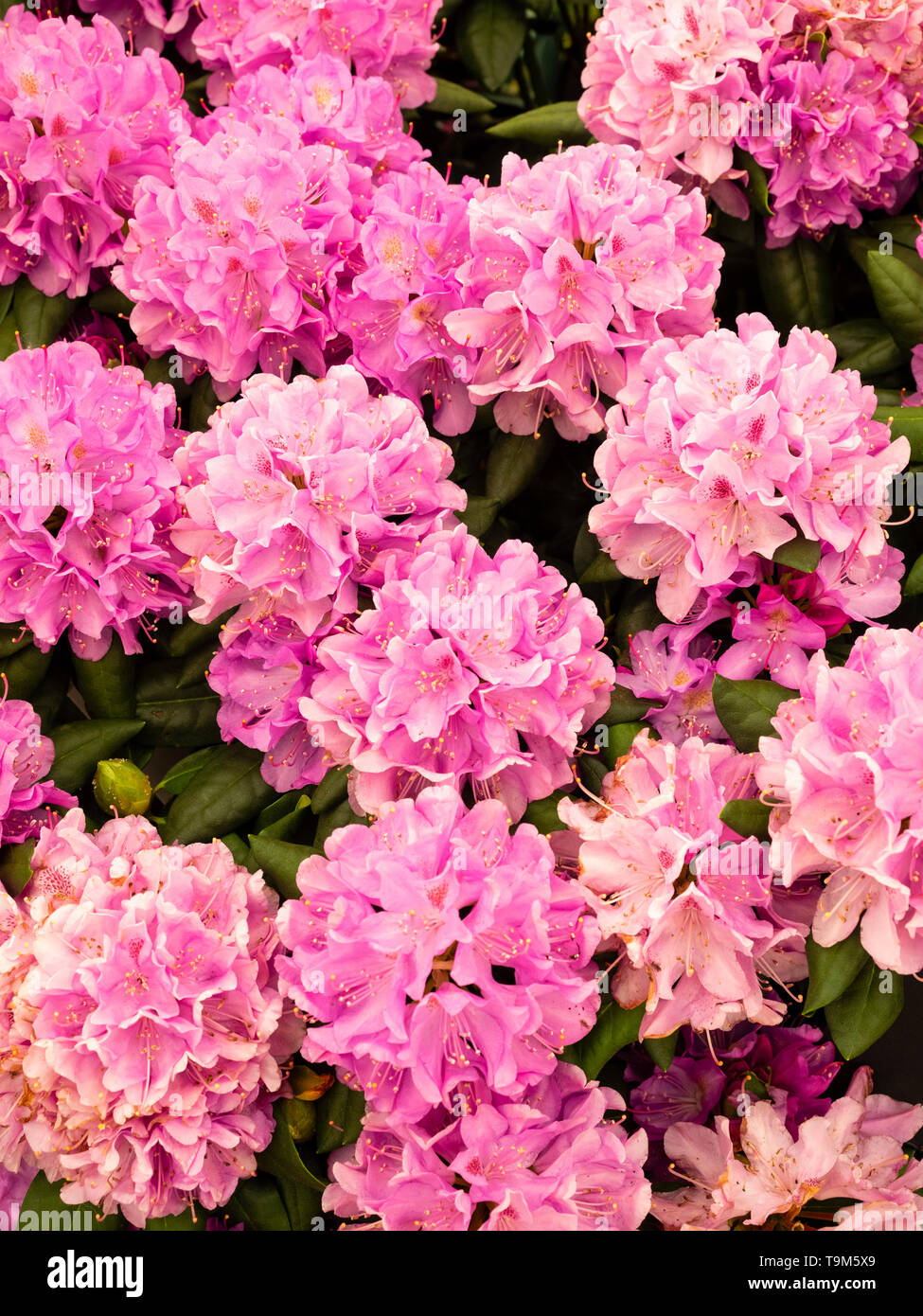Large trusses of late spring pink flowers of the Catawba rosebay variety, Rhododendron catawbiense 'Roseum Elegans' Stock Photo