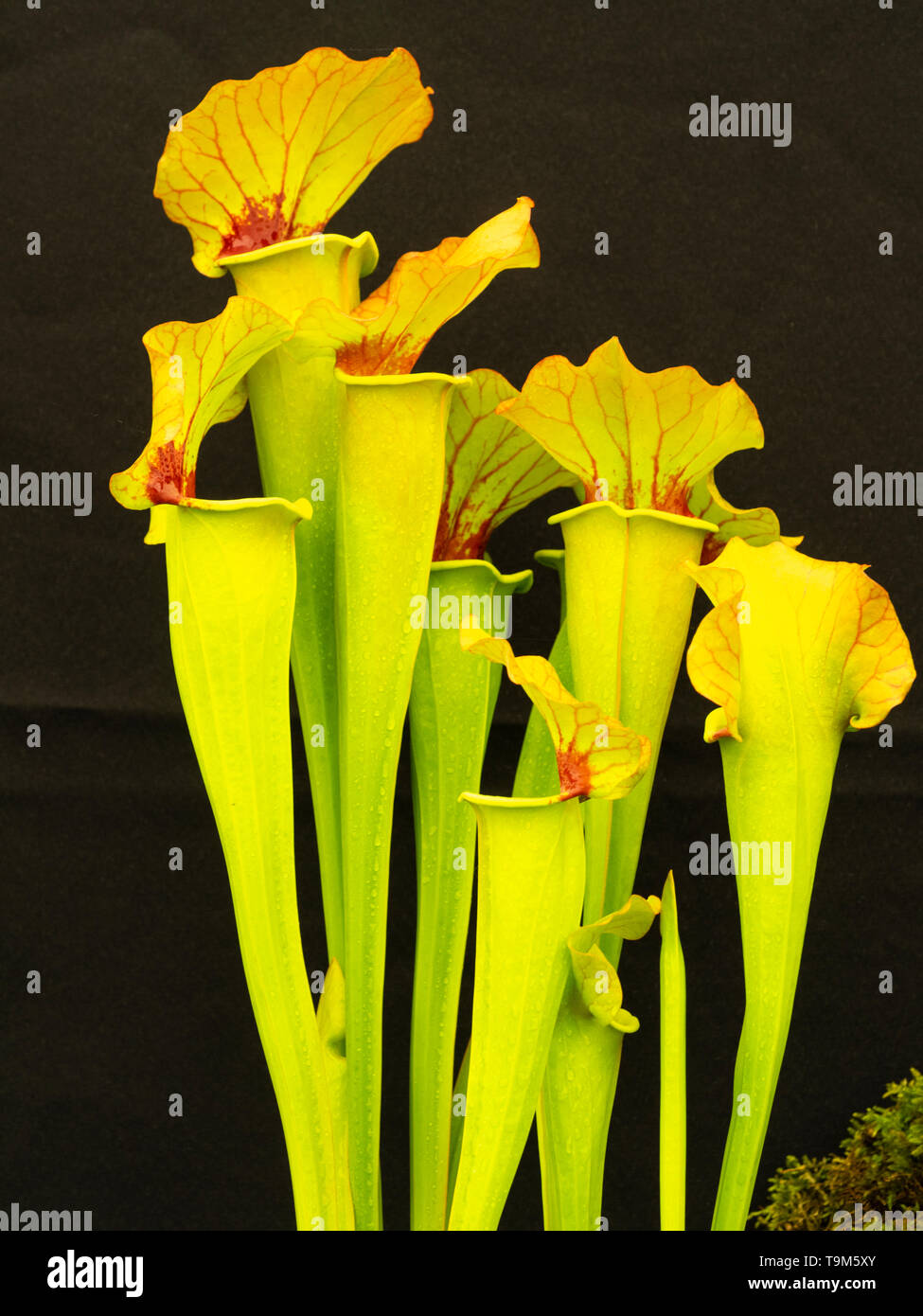 Tall pitchers with red veined hoods of the carnivorous American pitcher plant, Sarracenia x catesbaei 'Golden Eagle' Stock Photo