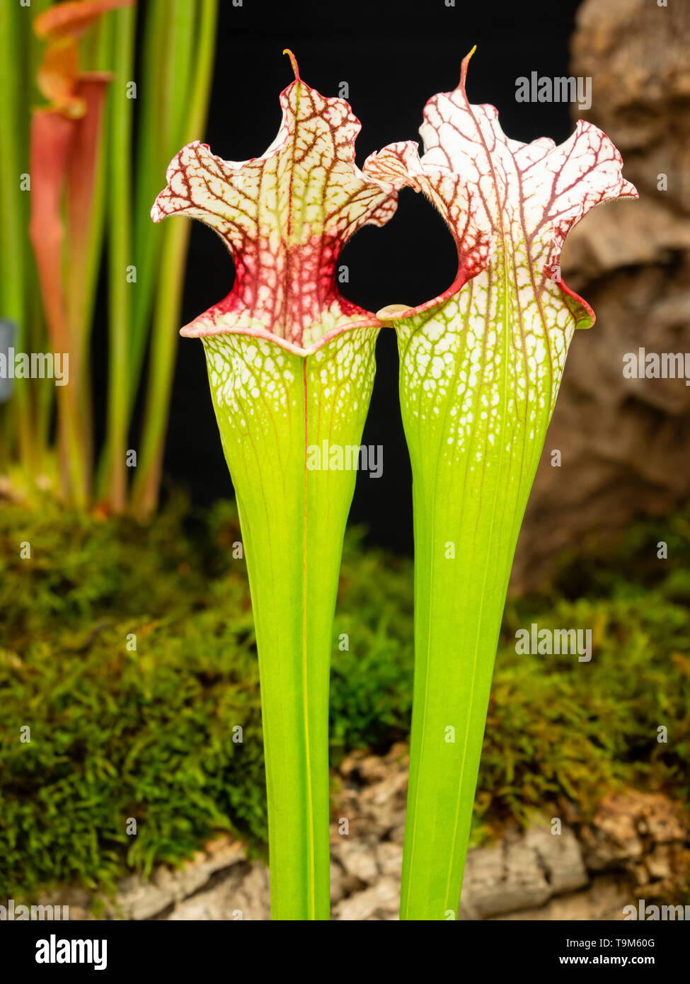 American pitcher plant hi-res stock photography and images - Alamy