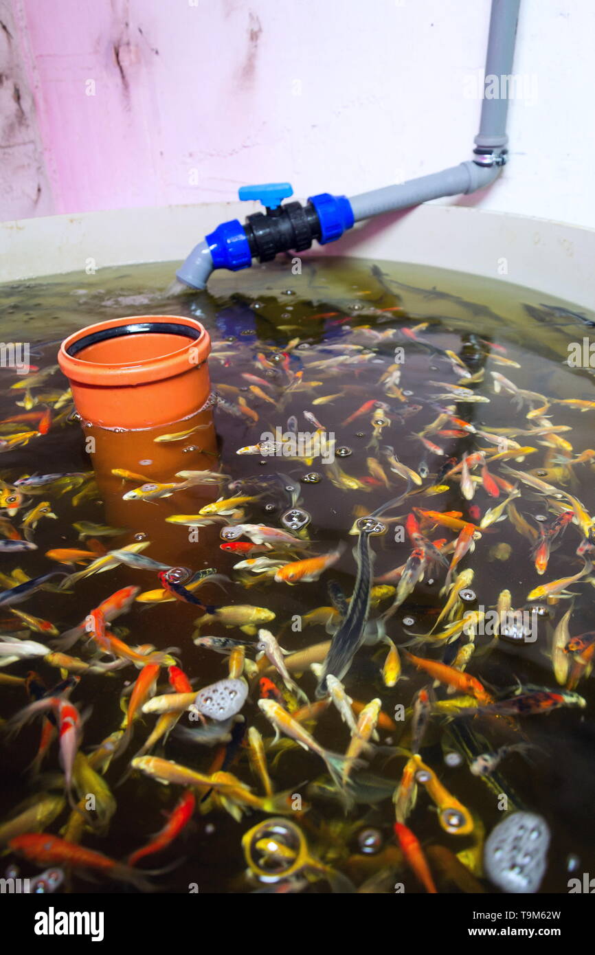 Various fish species in aquaponics system, combination of fish aquaculture with hydroponics, cultivating plants in water under artificial lighting Stock Photo