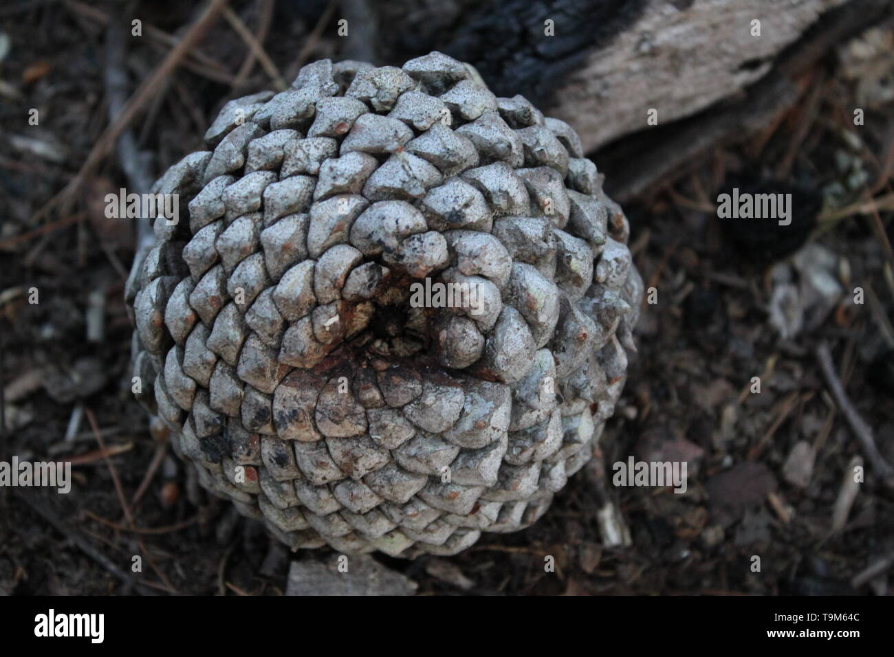 Fibonacci Nature High Resolution Stock Photography and Images Alamy