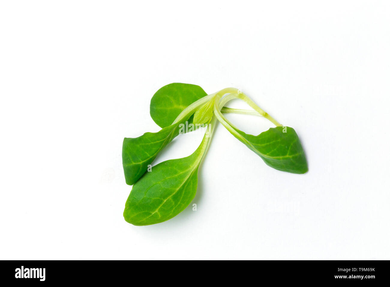 Spinach leaves close up isolated on white background Stock Photo - Alamy