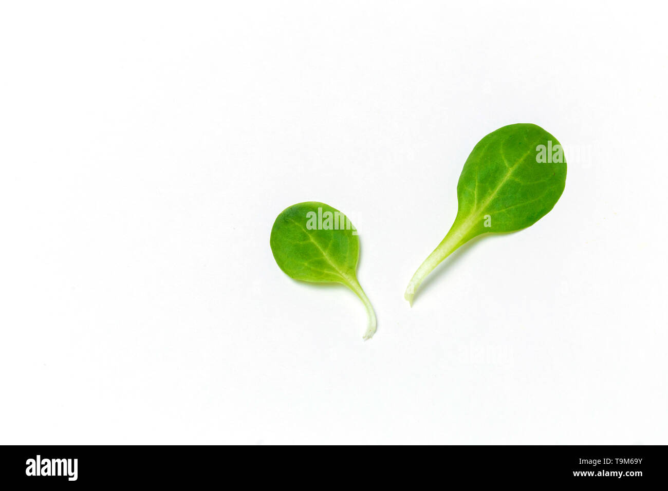 Spinach leaves closeup isolated on white background Stock Photo - Alamy