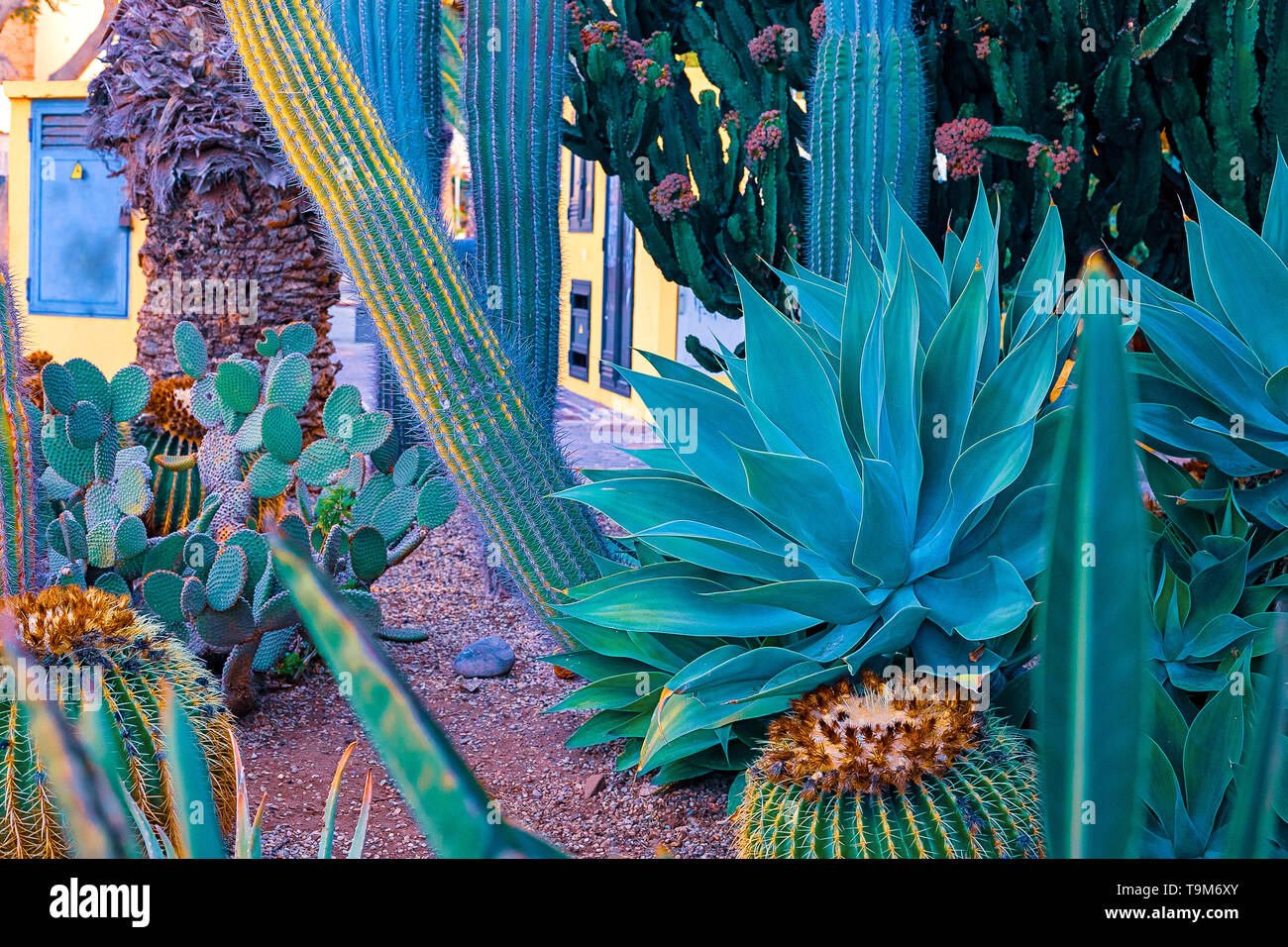 pillow cactus Playa Cactus Pillow  Jonathan Adler