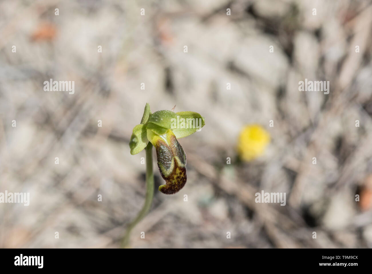 The Turkish Bee orchid Ophrys phaseliana Stock Photo