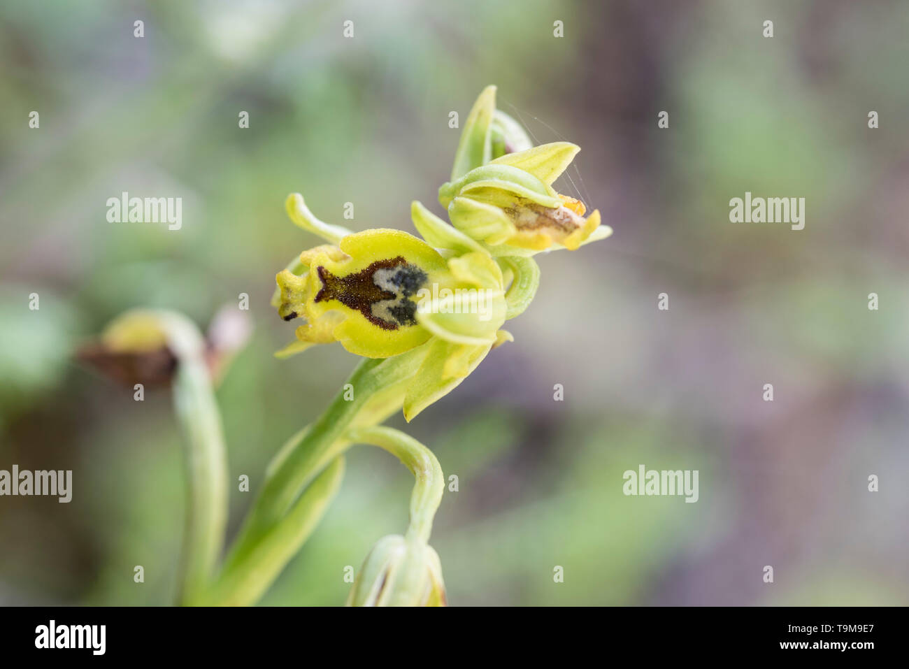 Yellow Bee Orchid (Ophrys sicula) Stock Photo