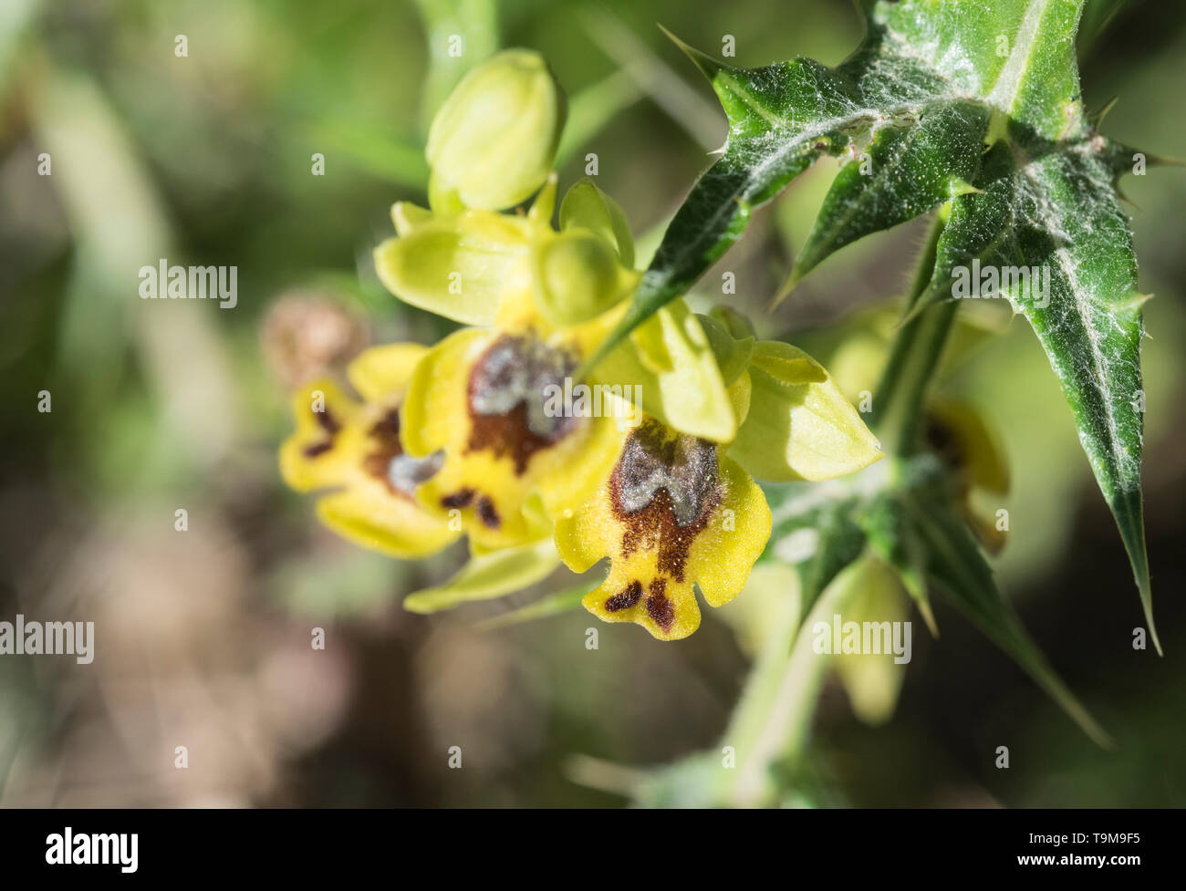 Yellow Bee Orchid (Ophrys sicula) Stock Photo