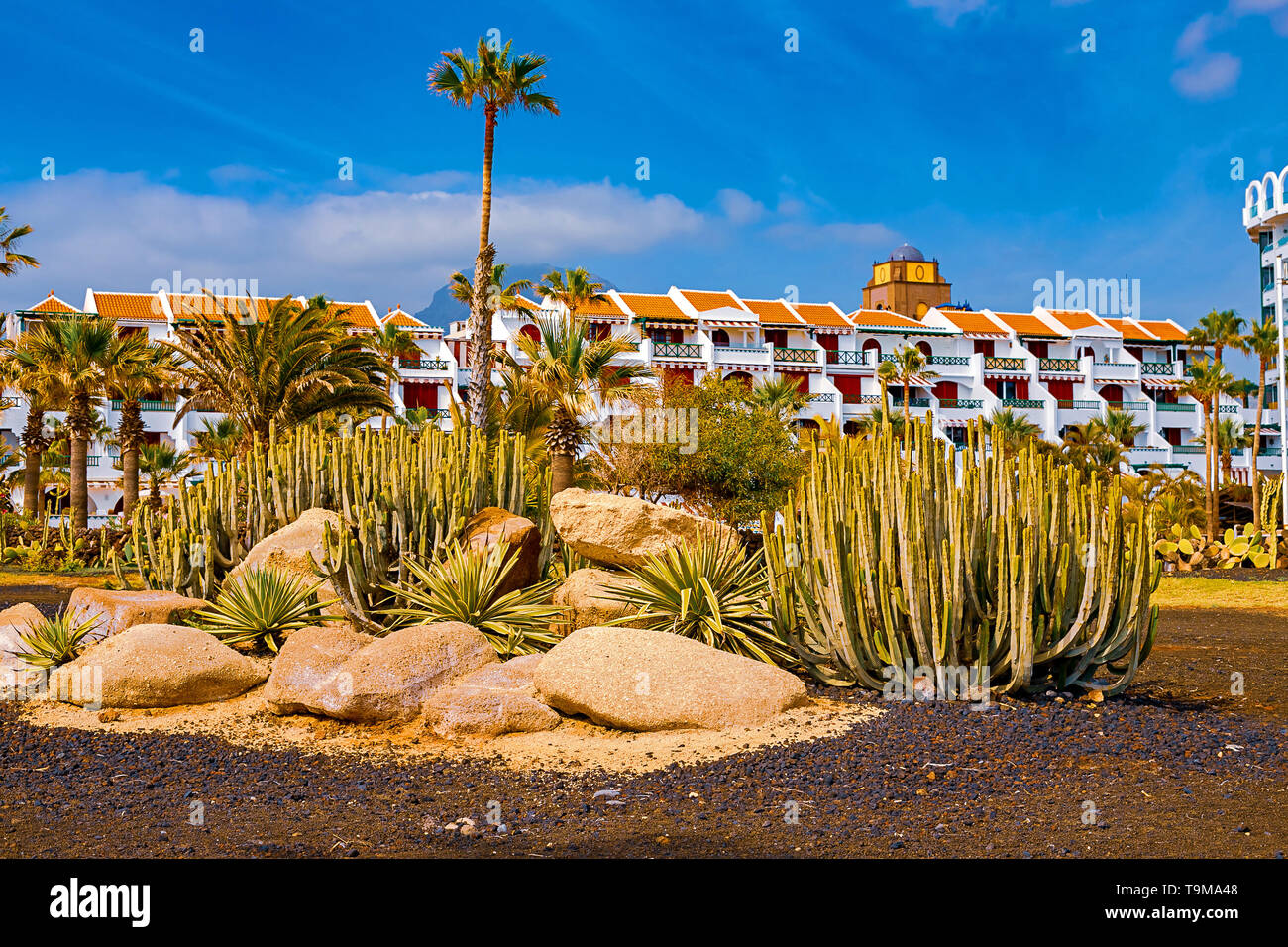 View of different types of cacti on the coast of Playa de las Americas, Tenerife, Canary Islands, Spain. April 29, 2019. Stock Photo