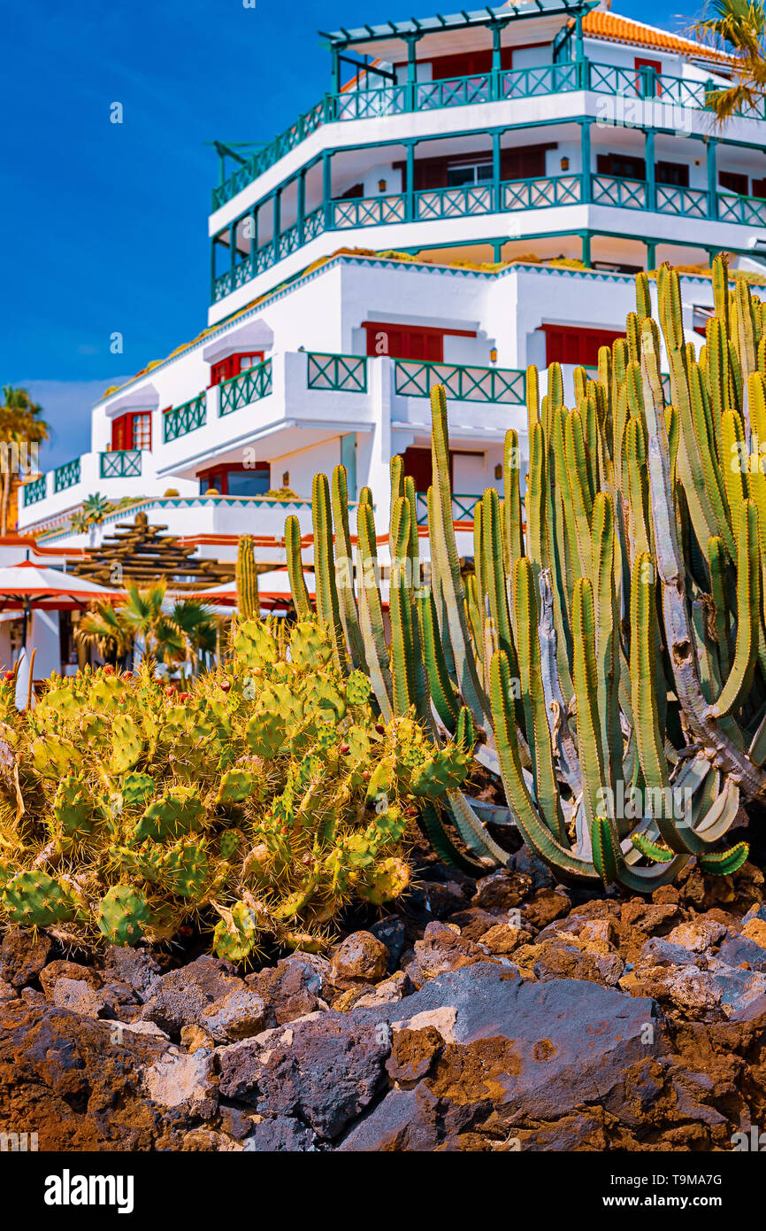 View of different types of cacti on the coast of Playa de las Americas, Tenerife, Canary Islands, Spain. April 29, 2019. Stock Photo
