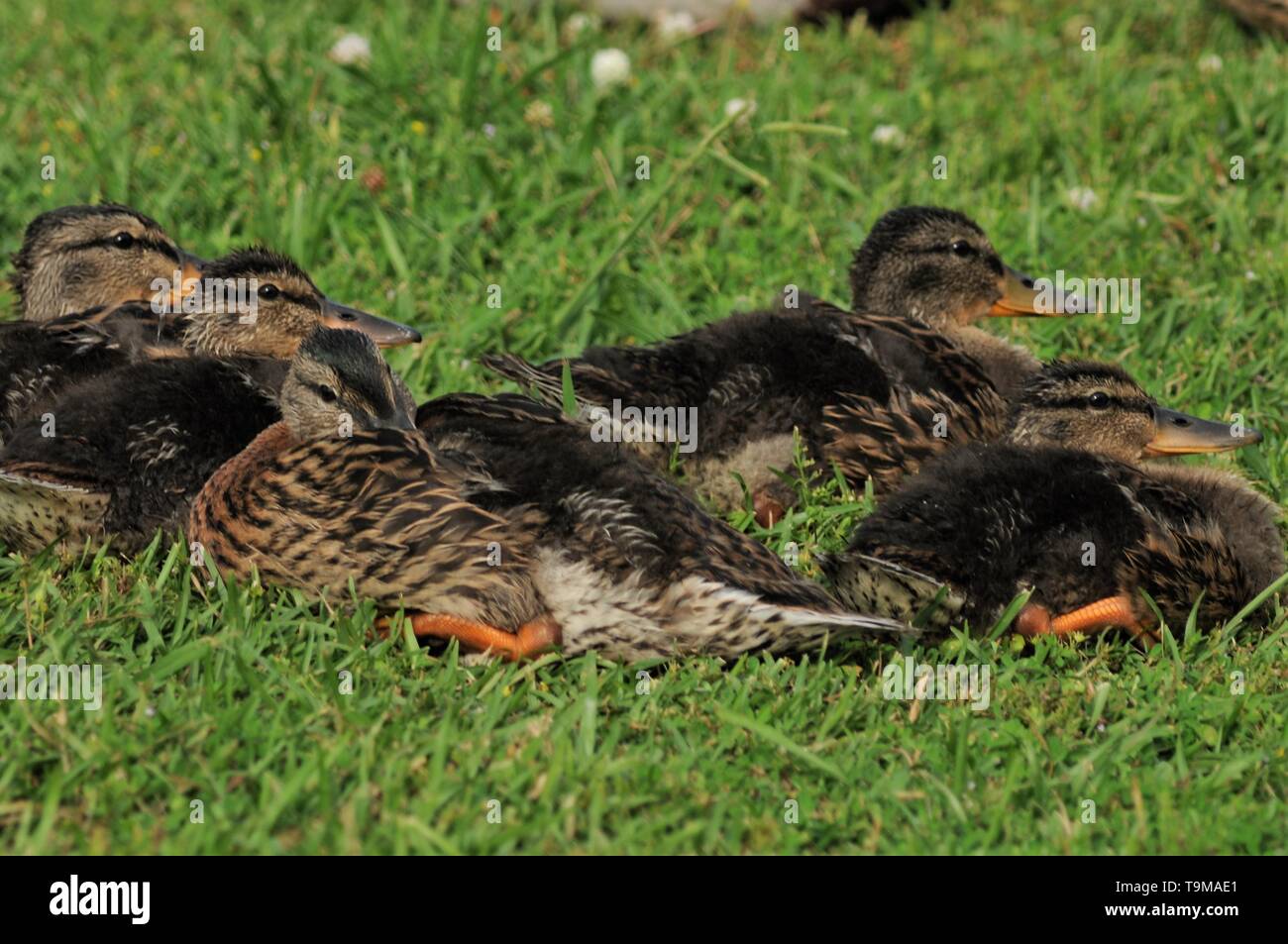 All in the Family Stock Photo Alamy
