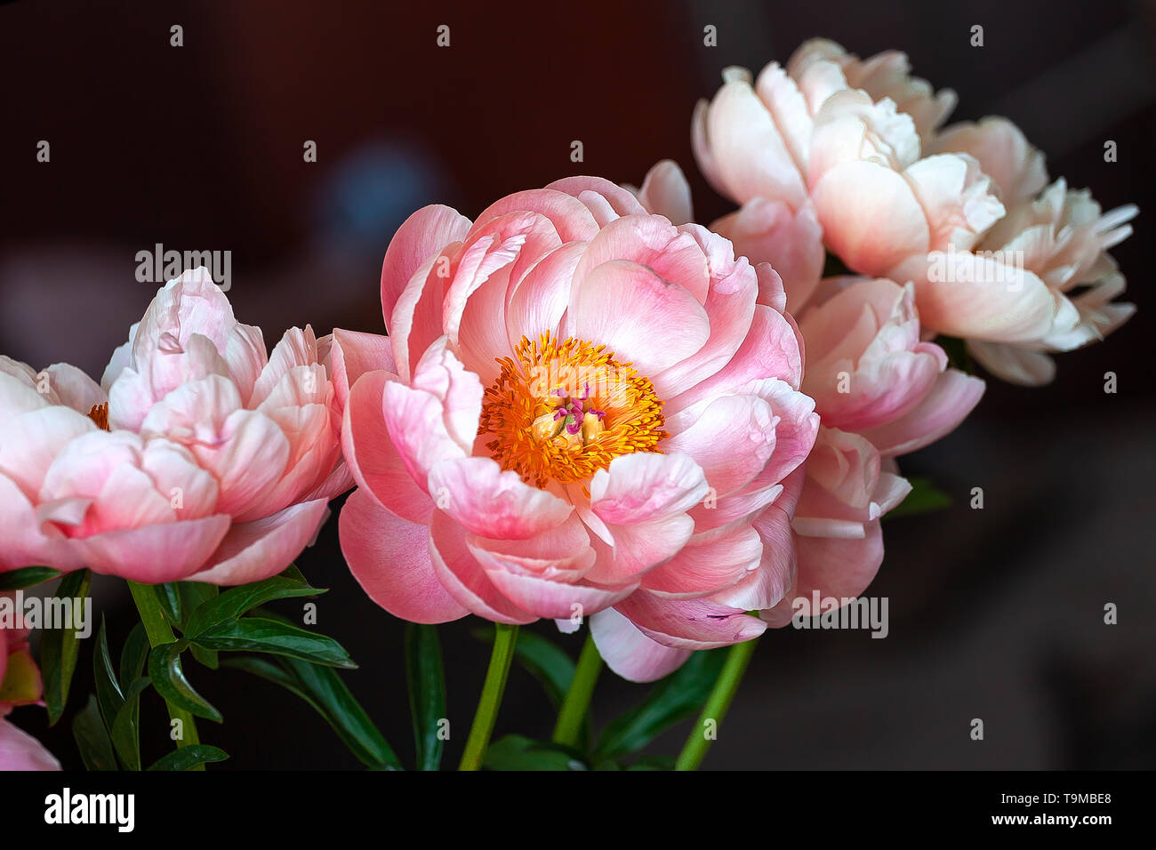 Pink peony flowers, close-up Stock Photo