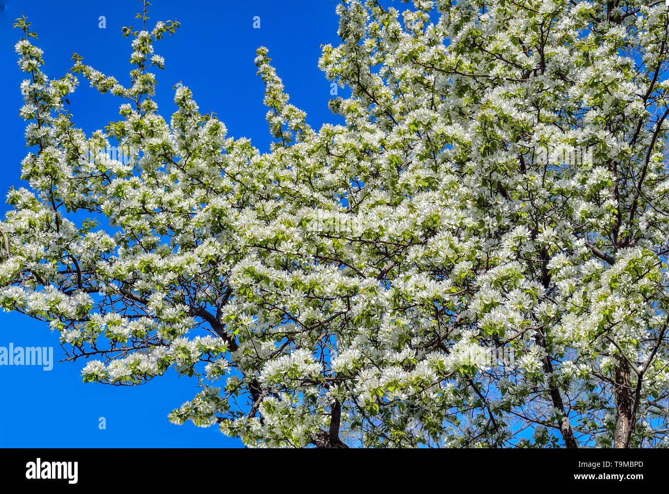 Blooming apple tree crown with gentle white flowers on branches on a bright blue sky background as white fragrance cloud - romantic seasonal spring ba Stock Photo