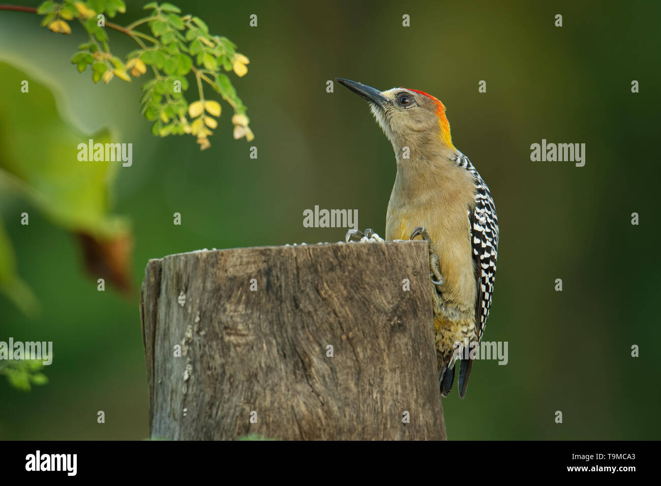 Hoffmanns Woodpecker - Melanerpes hoffmannii resident breeding bird from southern Honduras south to Costa Rica. It is a common species on the Pacific  Stock Photo