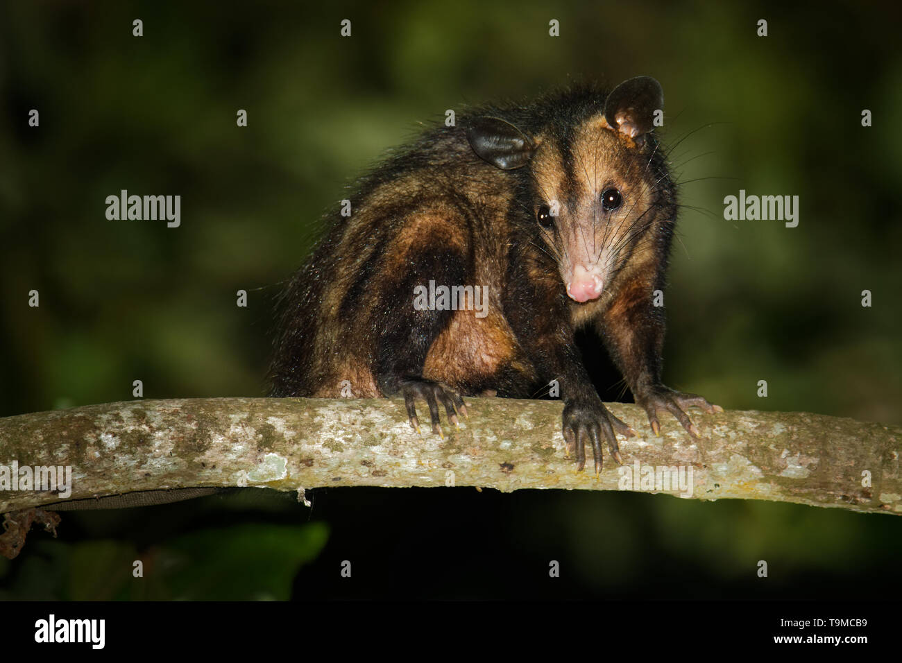 Common Opossum Didelphis marsupialis also called the southern or