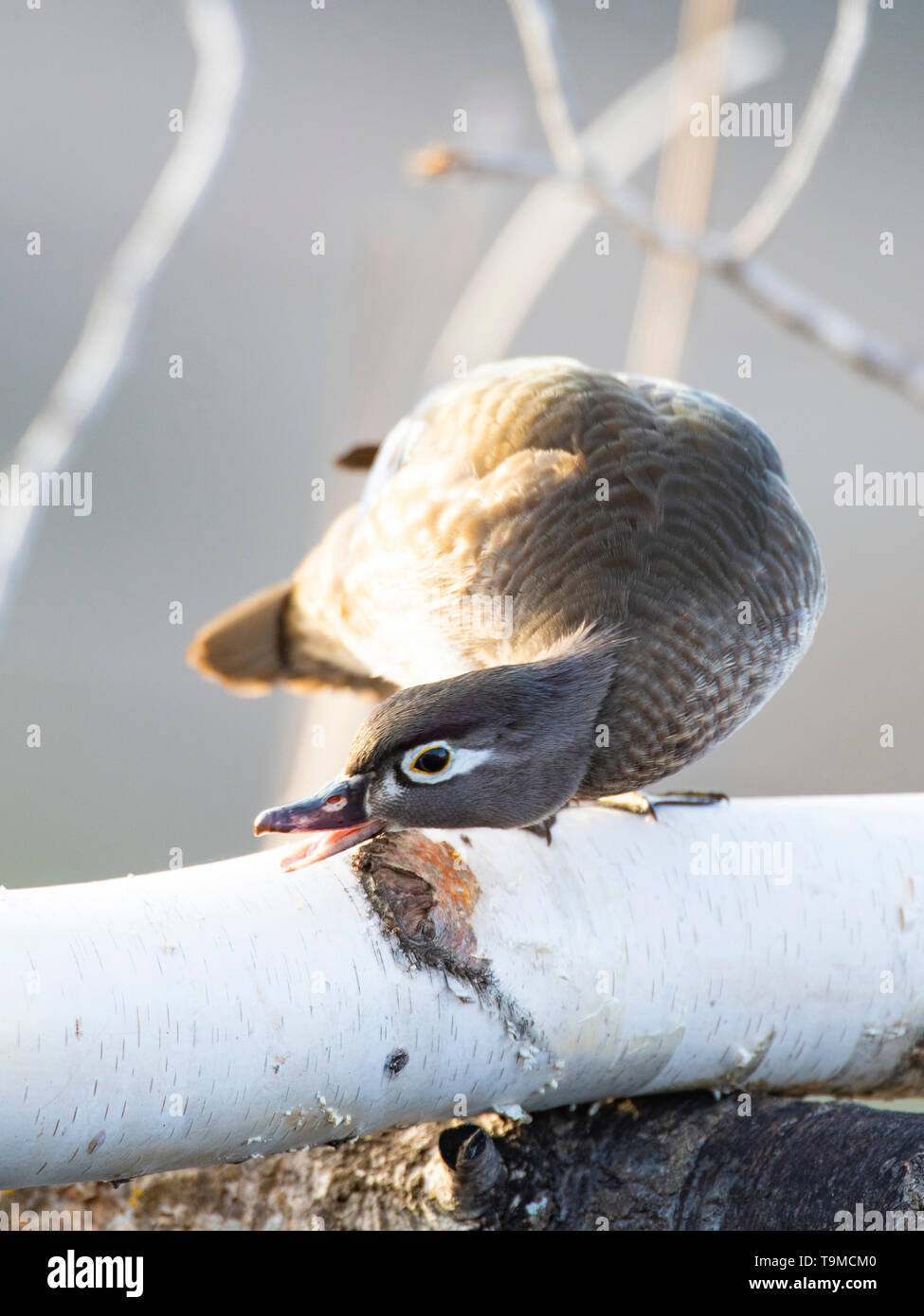 A hen wood duck scolding another duck Stock Photo