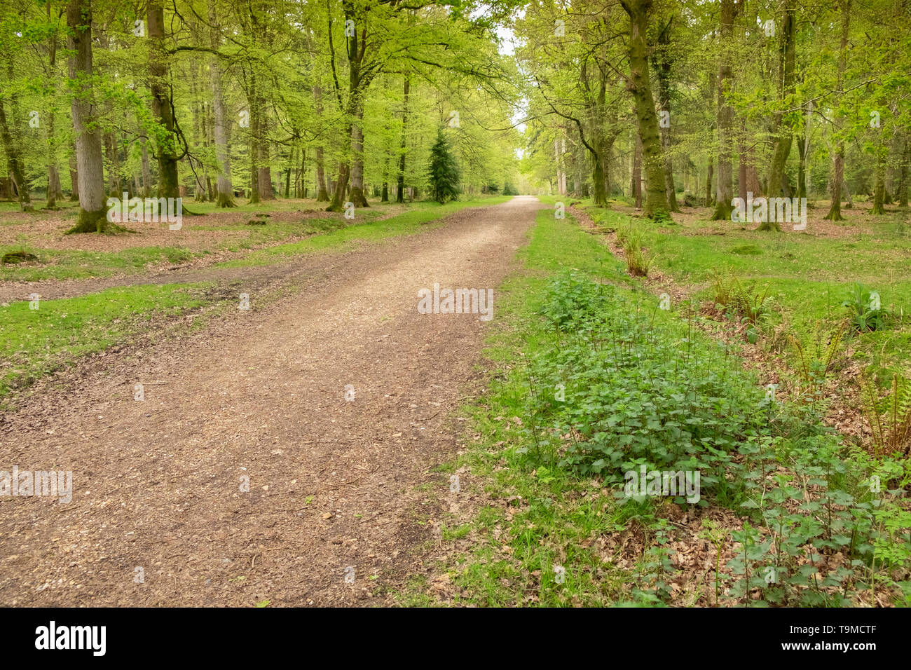 Dirt track leading though the woods, in the ancient New Forest, Hampshire, England, UK Stock Photo