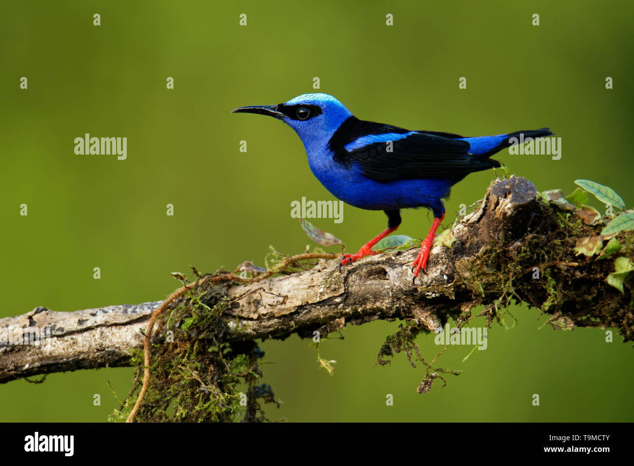 Red-legged Honeycreeper - Cyanerpes cyaneus  small songbird species in the tanager family (Thraupidae),in the tropical New World from southern Mexico  Stock Photo