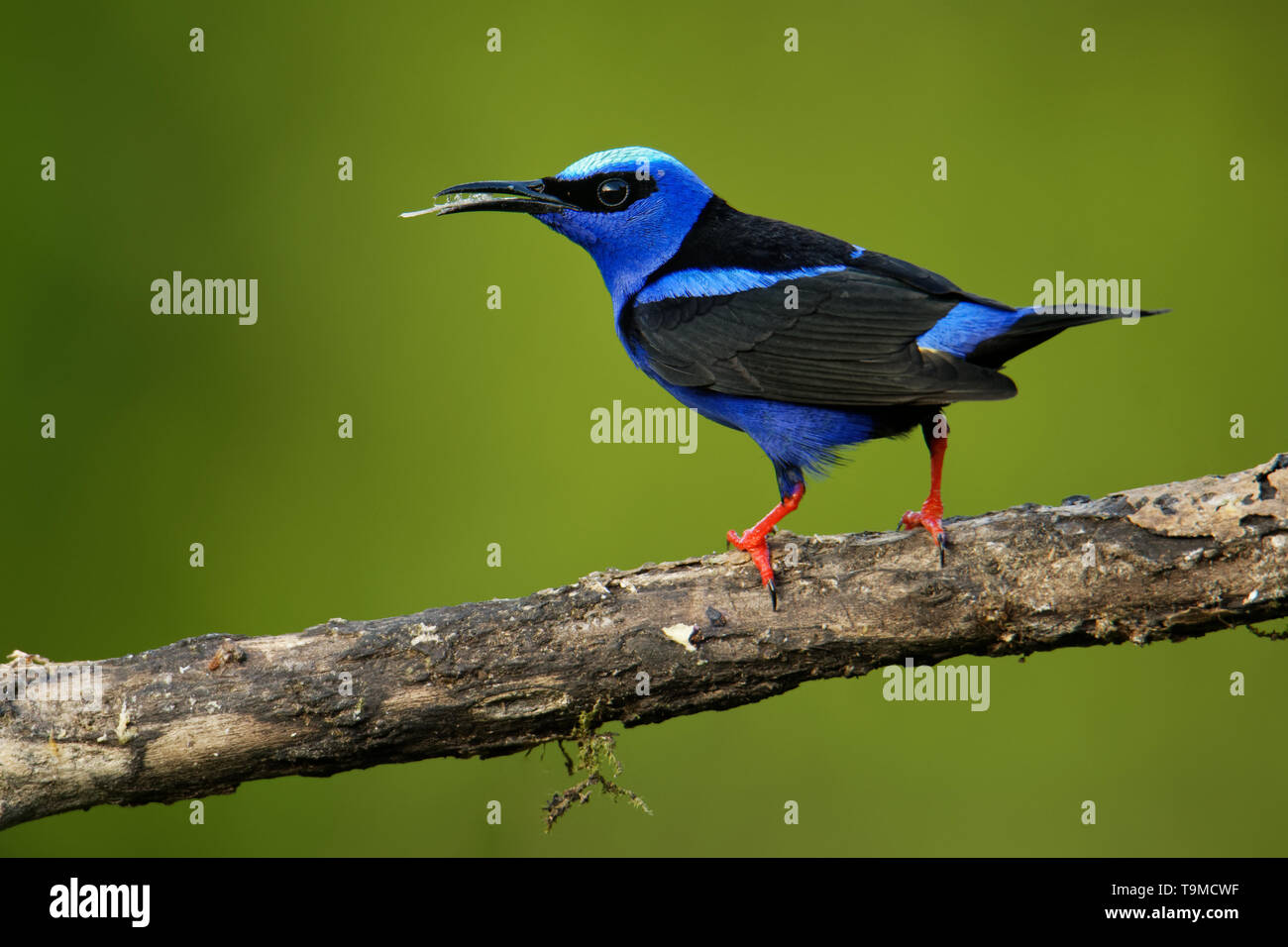 Red-legged Honeycreeper - Cyanerpes cyaneus  small songbird species in the tanager family (Thraupidae),in the tropical New World from southern Mexico  Stock Photo