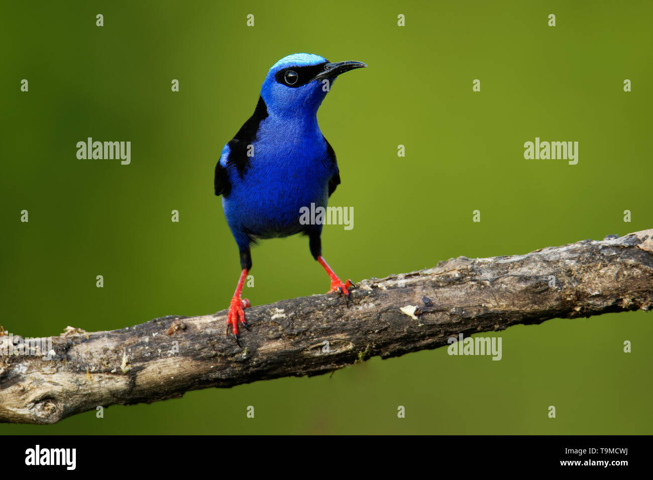 Red-legged Honeycreeper - Cyanerpes cyaneus  small songbird species in the tanager family (Thraupidae),in the tropical New World from southern Mexico  Stock Photo