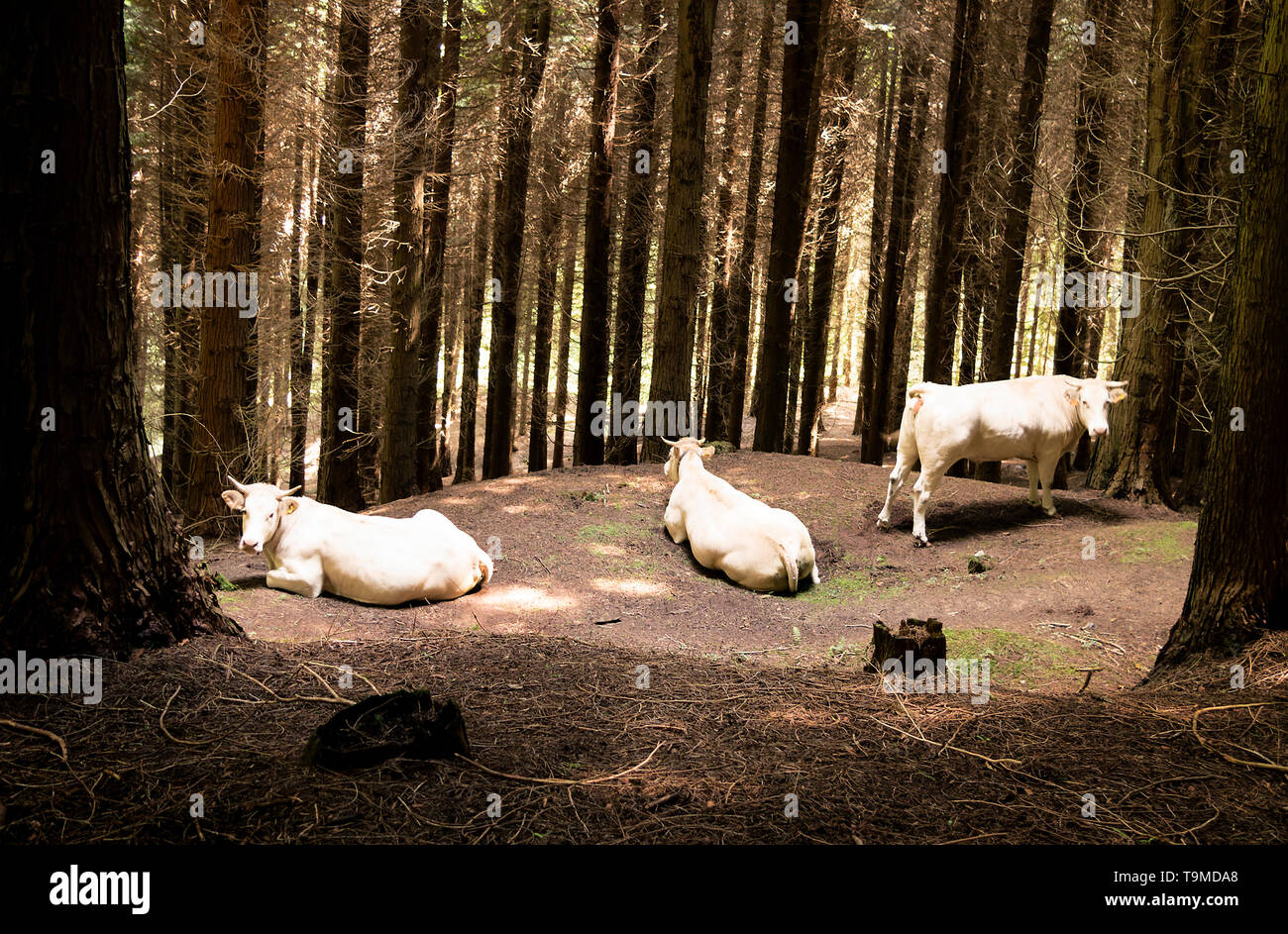 free-range white cows in the forest. Gorbea National Park, Basque ...