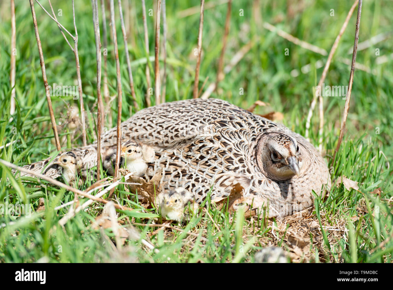 Pheasant Chicks Stock Photos & Pheasant Chicks Stock Images Alamy